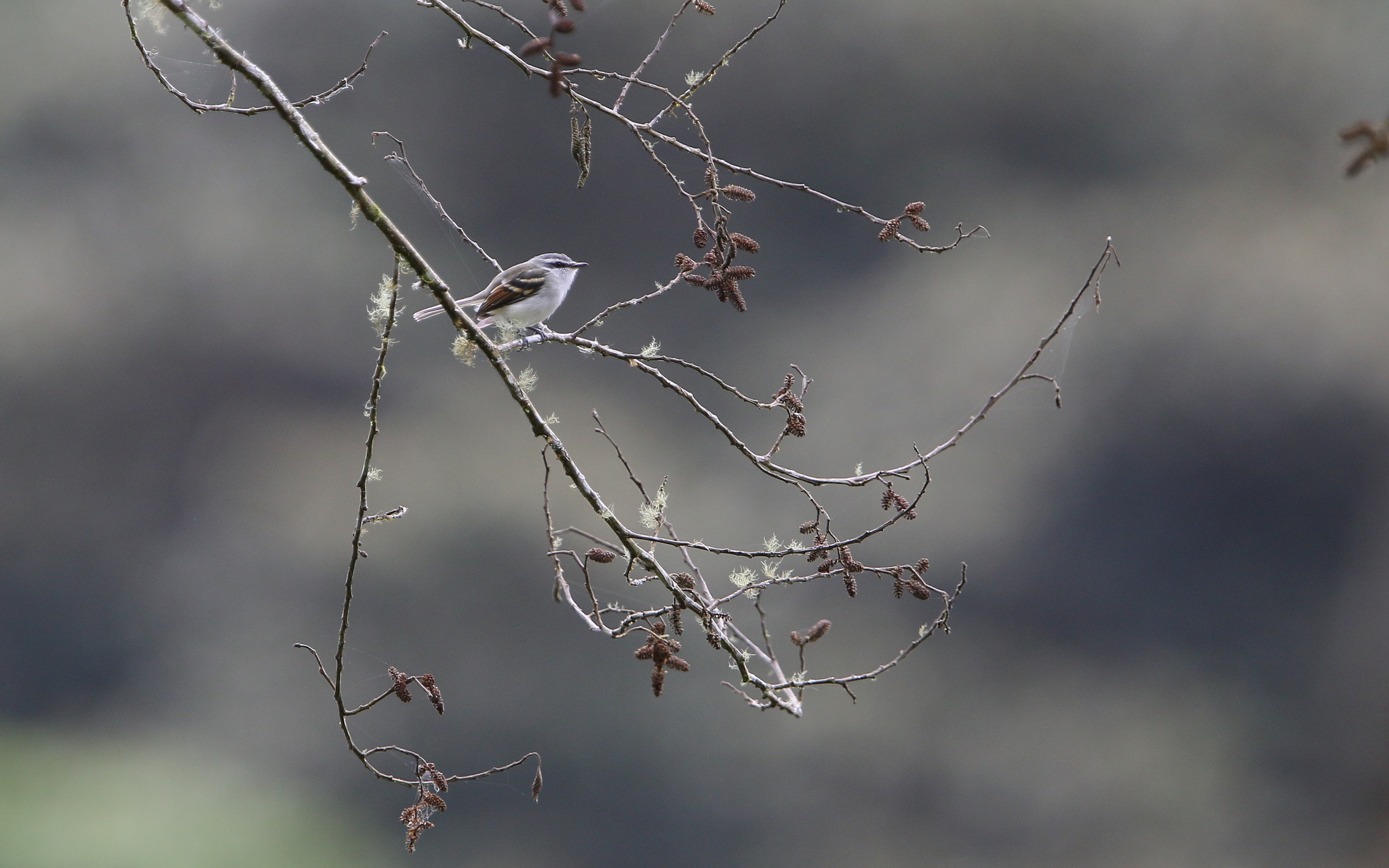Rufous-winged Tyrannulet (Mecocerculus calopterus), photo 7