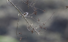 Mecocerculus calopterus