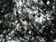 Parkia pendula
