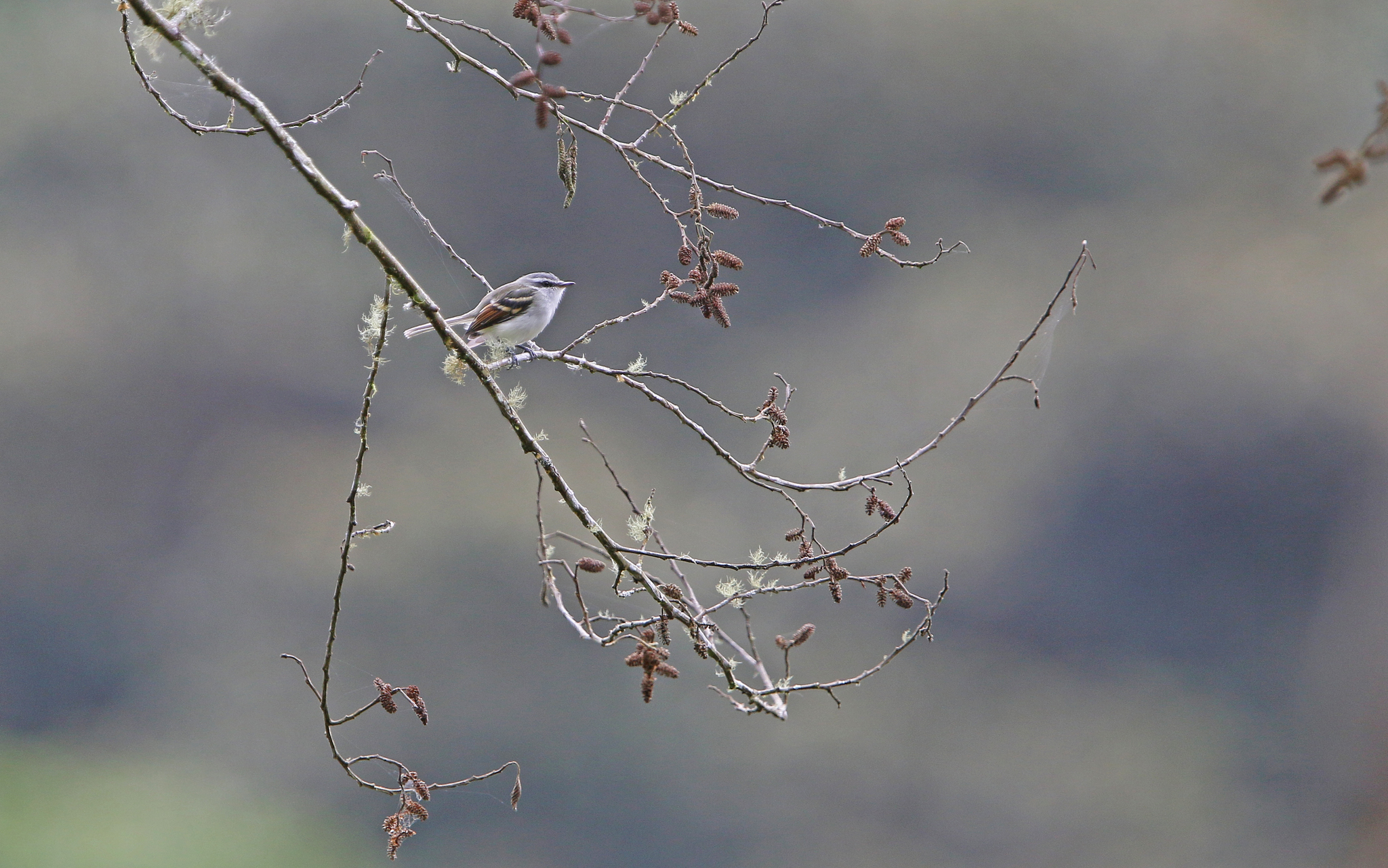 Rufous-winged Tyrannulet (Mecocerculus calopterus), photo 8