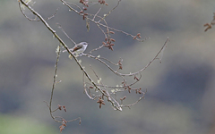 Mecocerculus calopterus