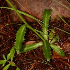 Eryngium lemmonii