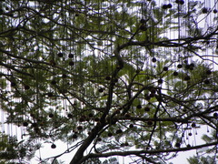 Parkia pendula