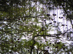 Parkia pendula