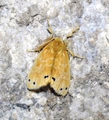 Artaxa guttata