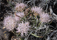 Allium anceps