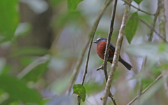 Ochthoeca cinnamomeiventris