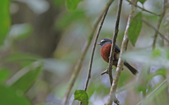 Ochthoeca cinnamomeiventris