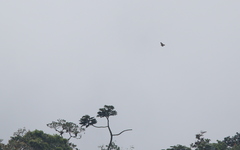 Buteo albigula