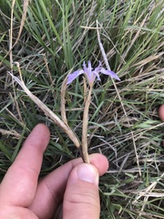 Moraea simulans