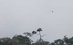 Buteo albigula
