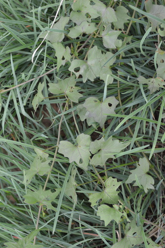 Image of Ipomoea bathycolpos by (c) Hildegard Klein, some rights reserved (CC BY)