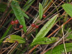 Ardisia lindleyana