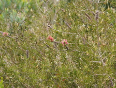 Melaleuca wimmerensis