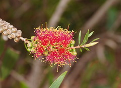 Melaleuca wimmerensis