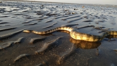 Hydrophis schistosus