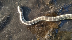 Hydrophis schistosus