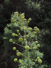 Peucedanum verticillare