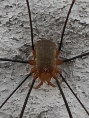 Opilio canestrinii