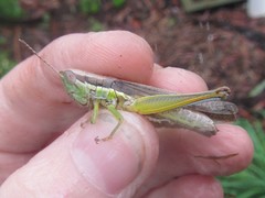 Bermius odontocercus