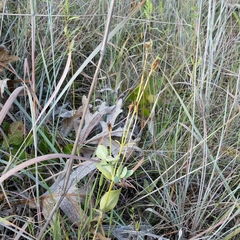 Eustoma russellianum