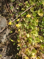 Chrysanthemum lavandulifolium