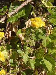 Chrysanthemum lavandulifolium