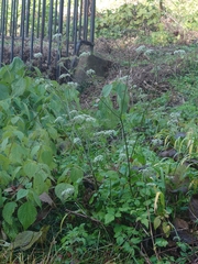Ostericum sieboldii