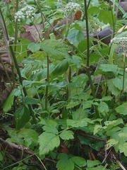 Ostericum sieboldii