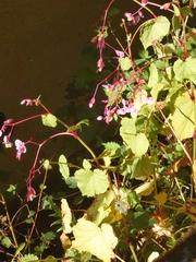 Begonia grandis