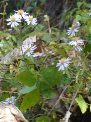 Aster microcephalus