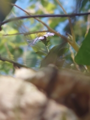 Aster microcephalus