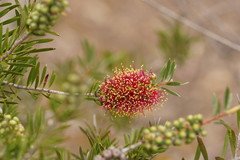 Melaleuca wimmerensis