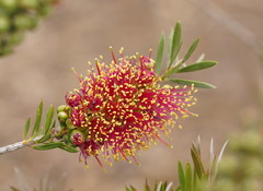 Melaleuca wimmerensis