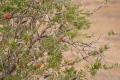 Melaleuca wimmerensis