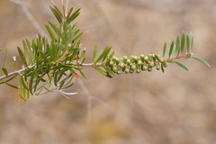 Melaleuca wimmerensis