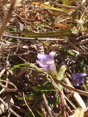 Gentiana scabra buergeri