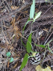 Tripterospermum trinervium