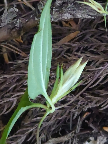 Tripterospermum trinervium, photograph 1