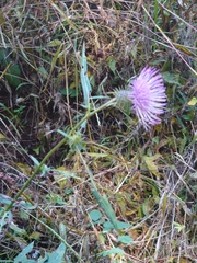 Cirsium nipponicum incomptum