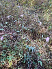 Cirsium nipponicum incomptum