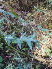 Cirsium nipponicum incomptum
