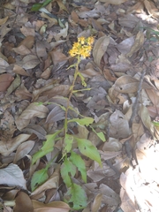 Solidago virgaurea asiatica