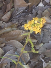 Solidago virgaurea asiatica