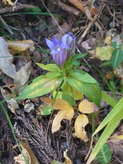 Gentiana scabra buergeri