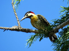 Colaptes melanochloros