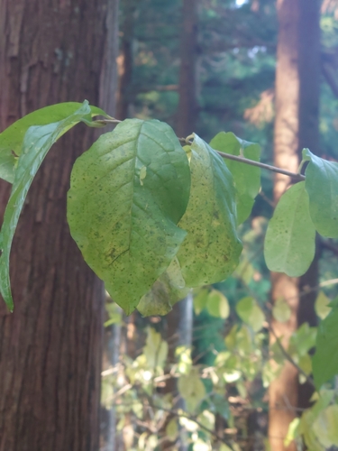 Image of Orixa japonica by (c) WATANABE Hitoshi 渡辺仁, some rights reserved (CC BY)
