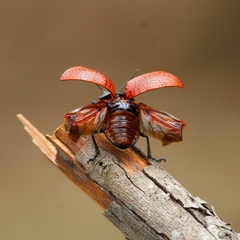 Doryphora reticulata