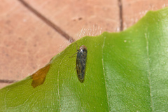 Speudotettix subfusculus