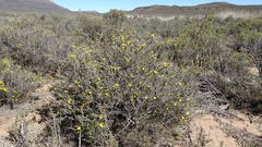 Osteospermum spinescens